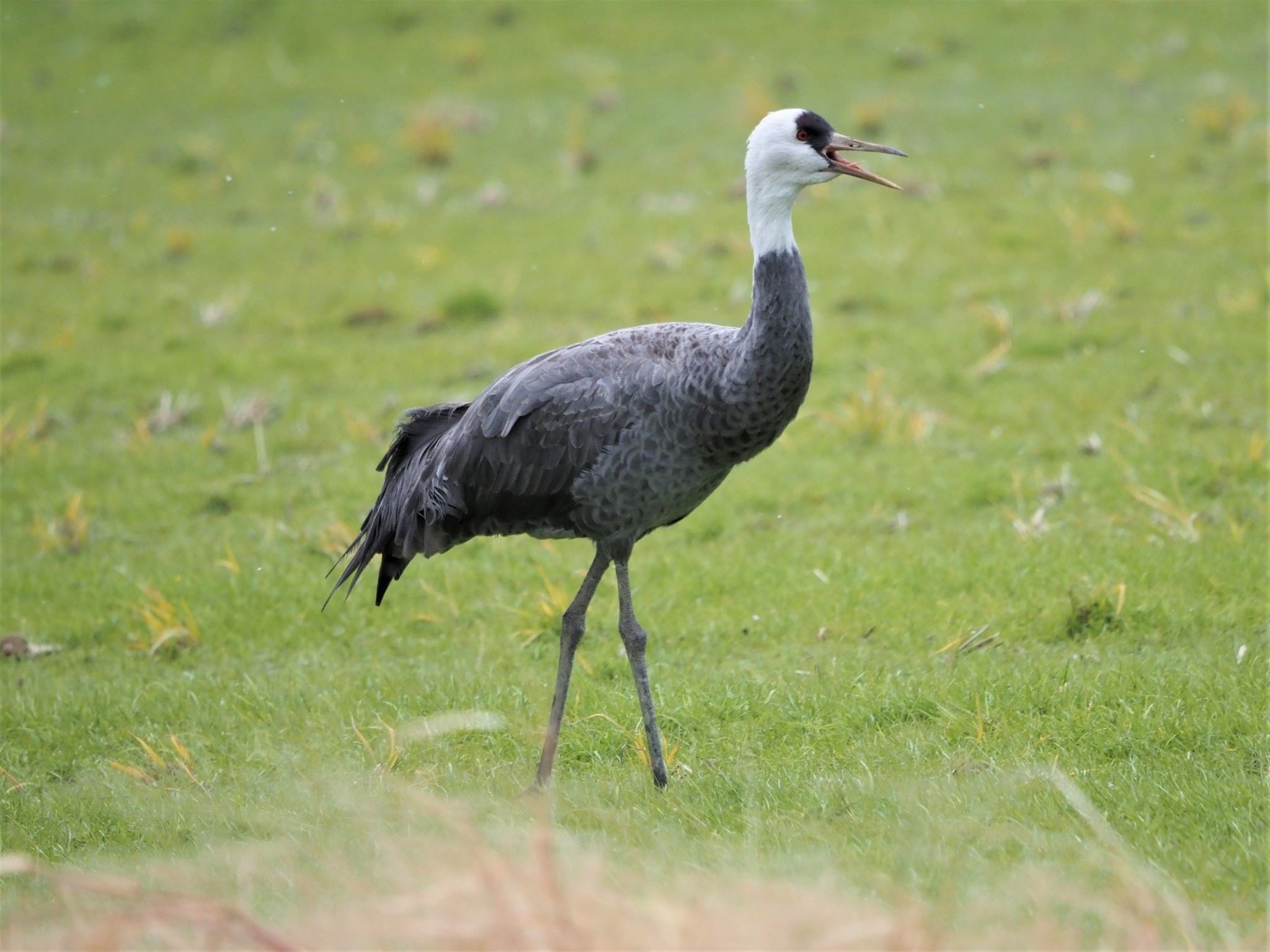 Hooded Crane