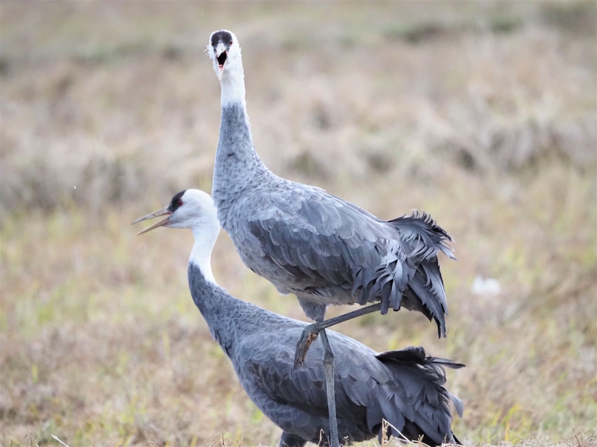 Hooded Crane