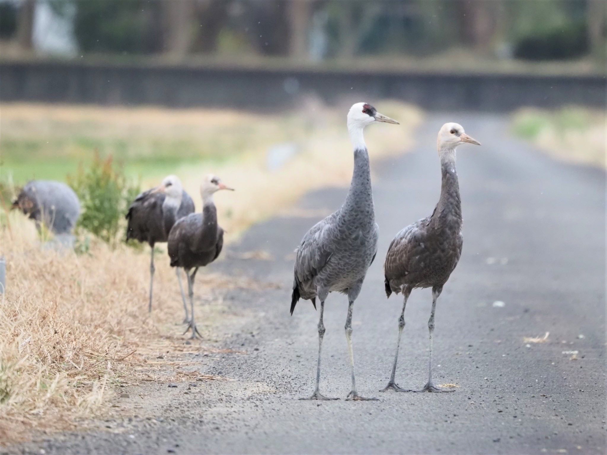 Hooded Crane