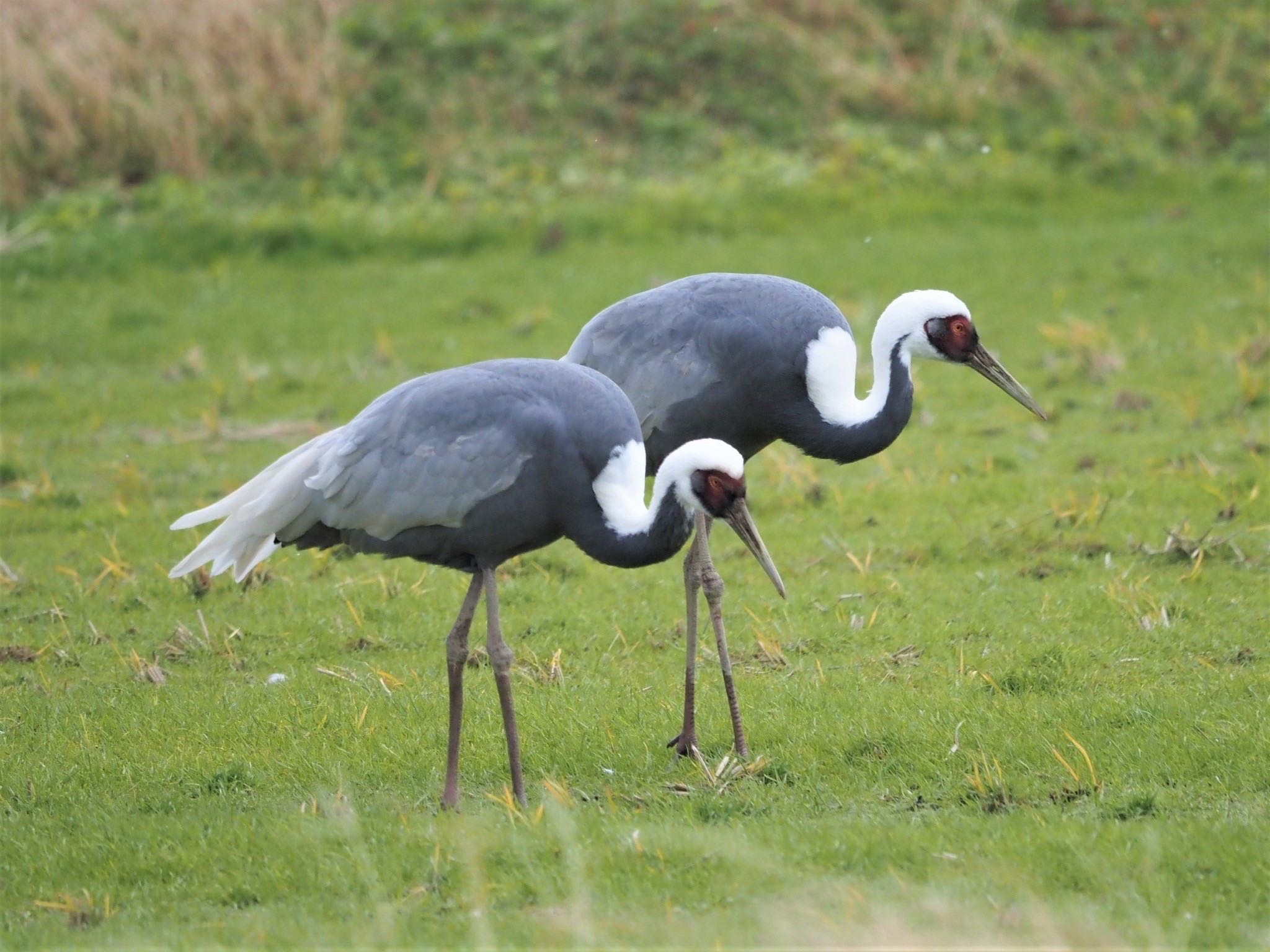 White-naped Crane