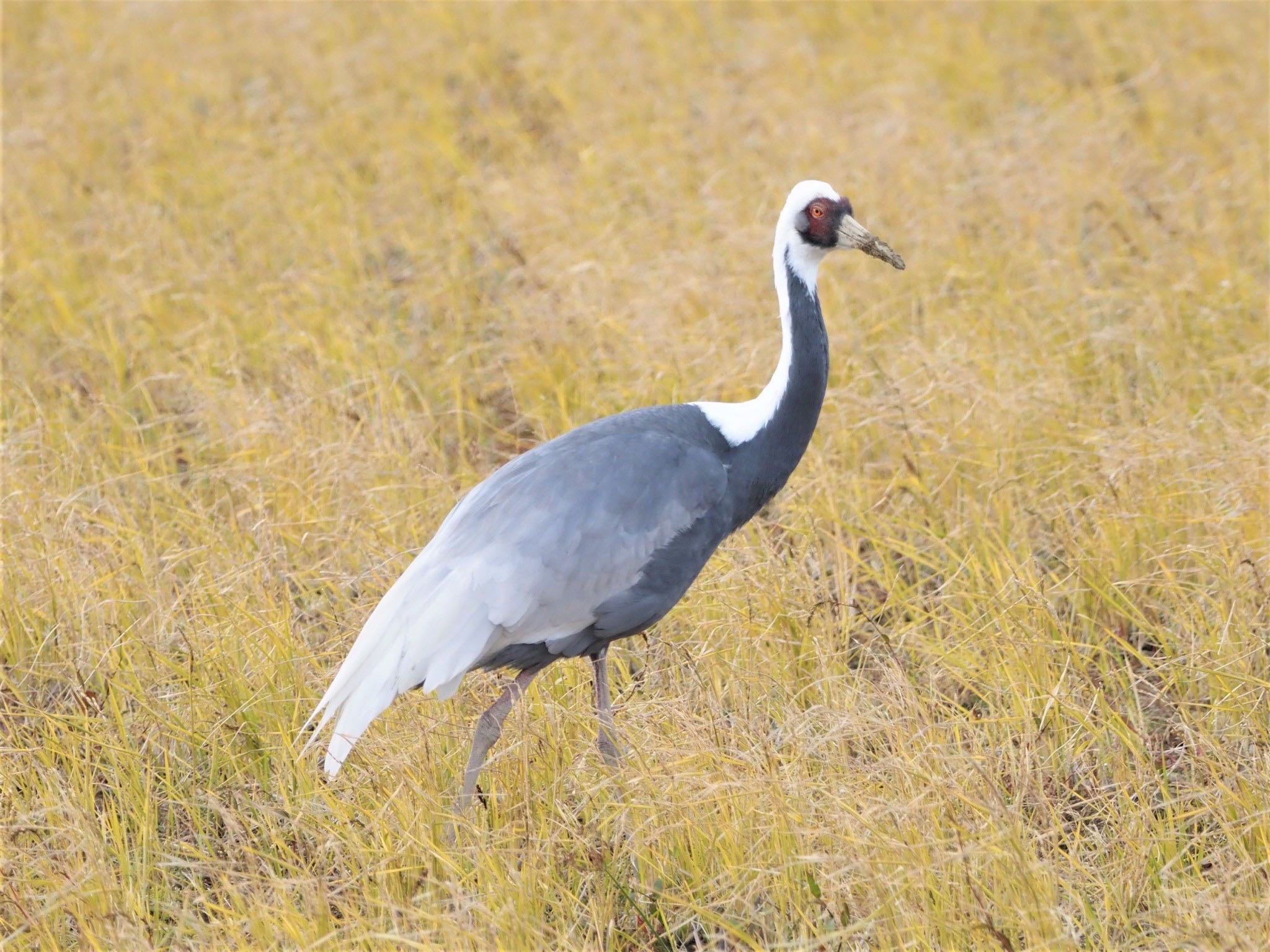 White-naped Crane