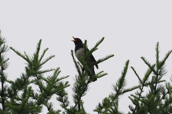 Japanese Thrush Unknown Spots Sun, 6/25/2017