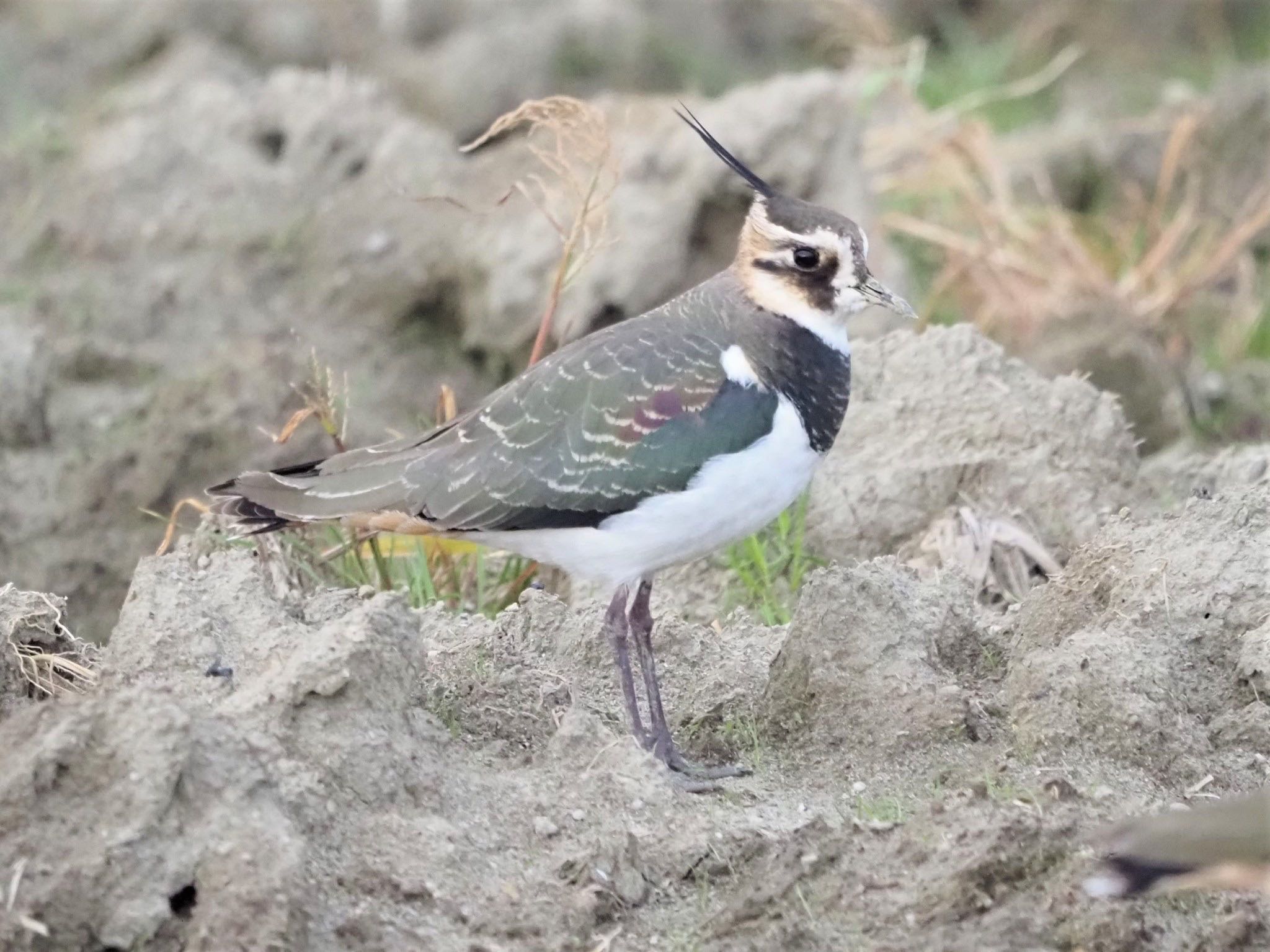 Northern Lapwing