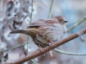 2022年1月1日(土) 早戸川林道の野鳥観察記録