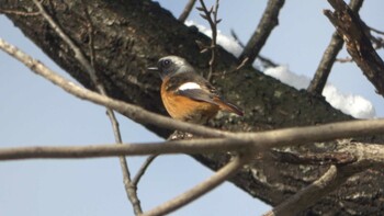 Daurian Redstart 北勢中央公園 Sat, 1/1/2022