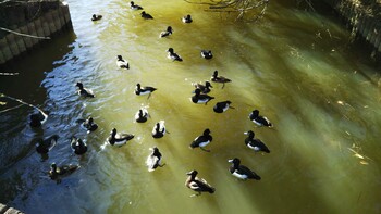 キンクロハジロ 大池親水公園 2022年1月1日(土)