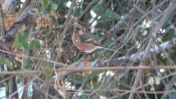 Siberian Long-tailed Rosefinch 北勢中央公園 Sat, 1/1/2022