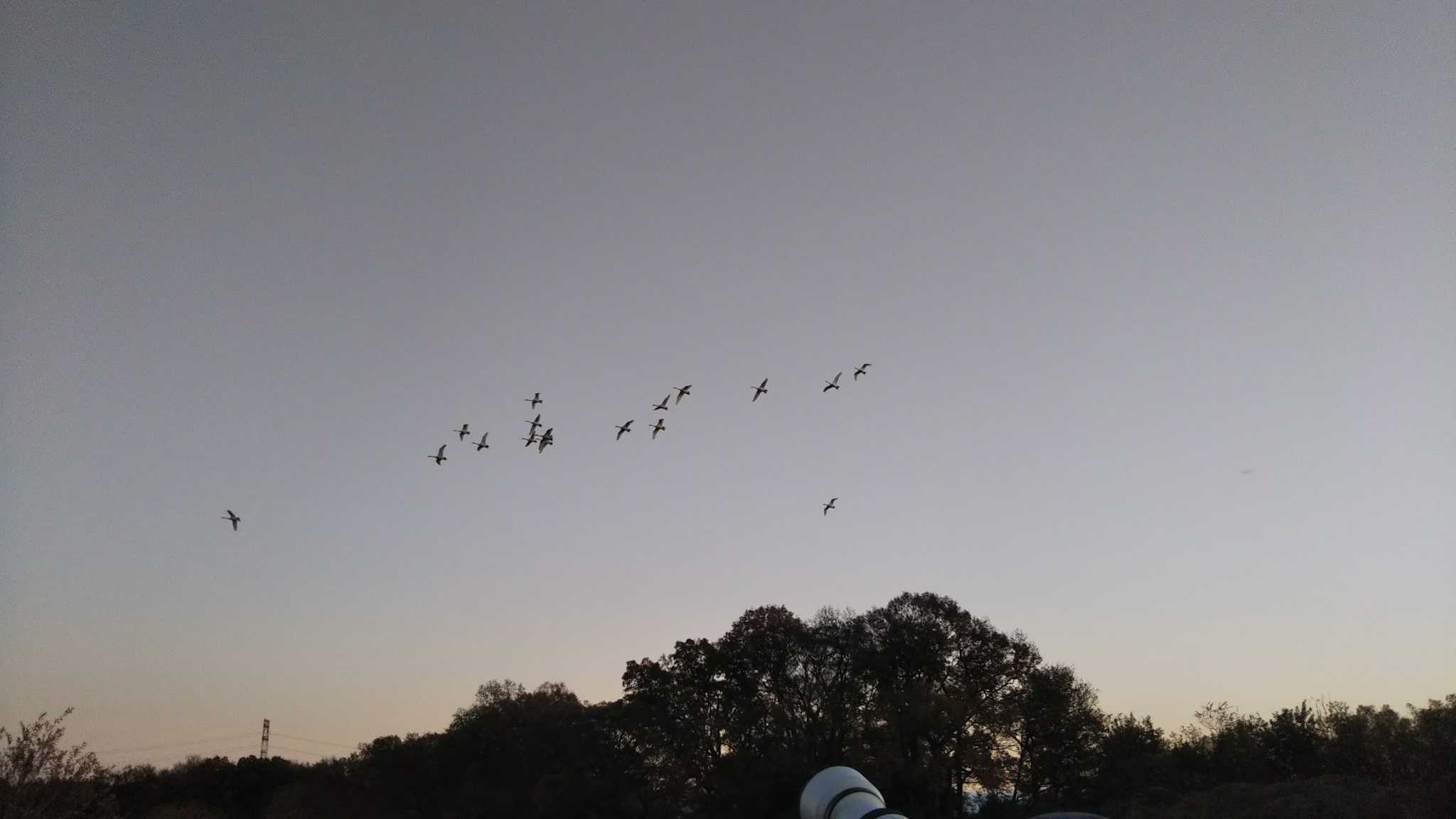 Tundra Swan