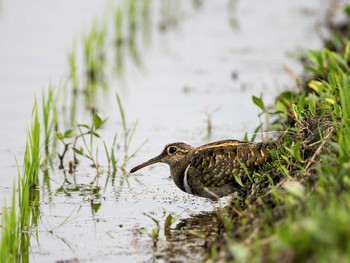 Greater Painted-snipe 福岡県宮若市 Sat, 6/14/2014