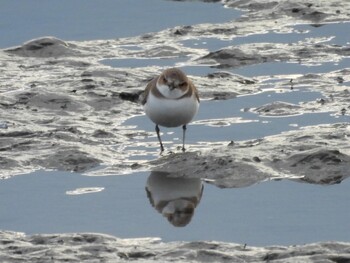 2022年1月1日(土) 広島県の野鳥観察記録