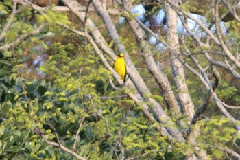 Black-naped Oriole Unknown Spots Thu, 5/13/2021