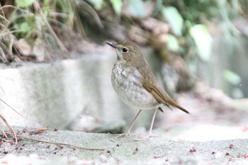 Rufous-tailed Robin 日和山公園(酒田市) Mon, 5/10/2021