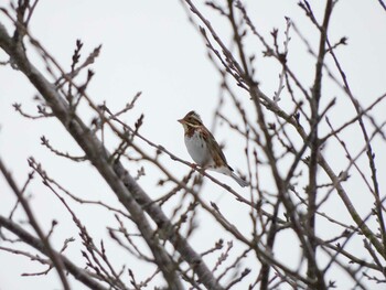 2022年1月1日(土) 京都府の野鳥観察記録