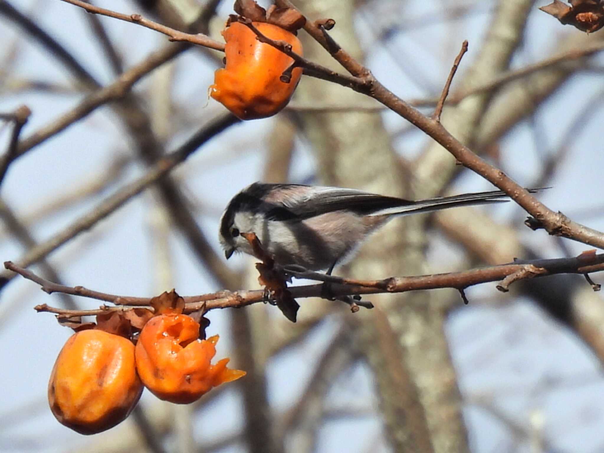 日本ラインうぬまの森 エナガの写真 by 寅次郎