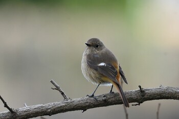 Daurian Redstart 香川県 Sat, 1/1/2022