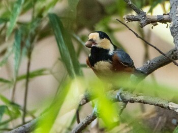 2021年10月10日(日) 東京大学附属植物園の野鳥観察記録