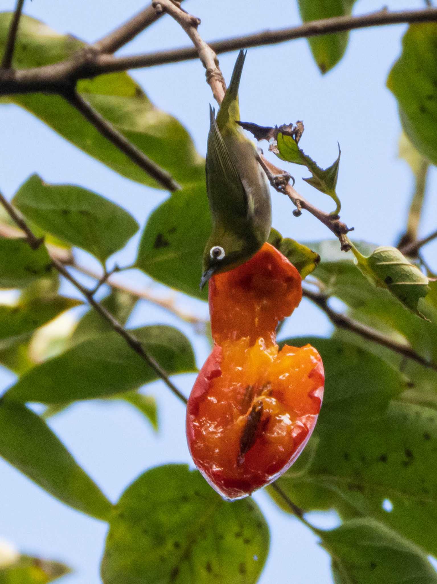 Warbling White-eye