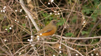 Brown-headed Thrush 淀川河川公園 Sat, 1/1/2022