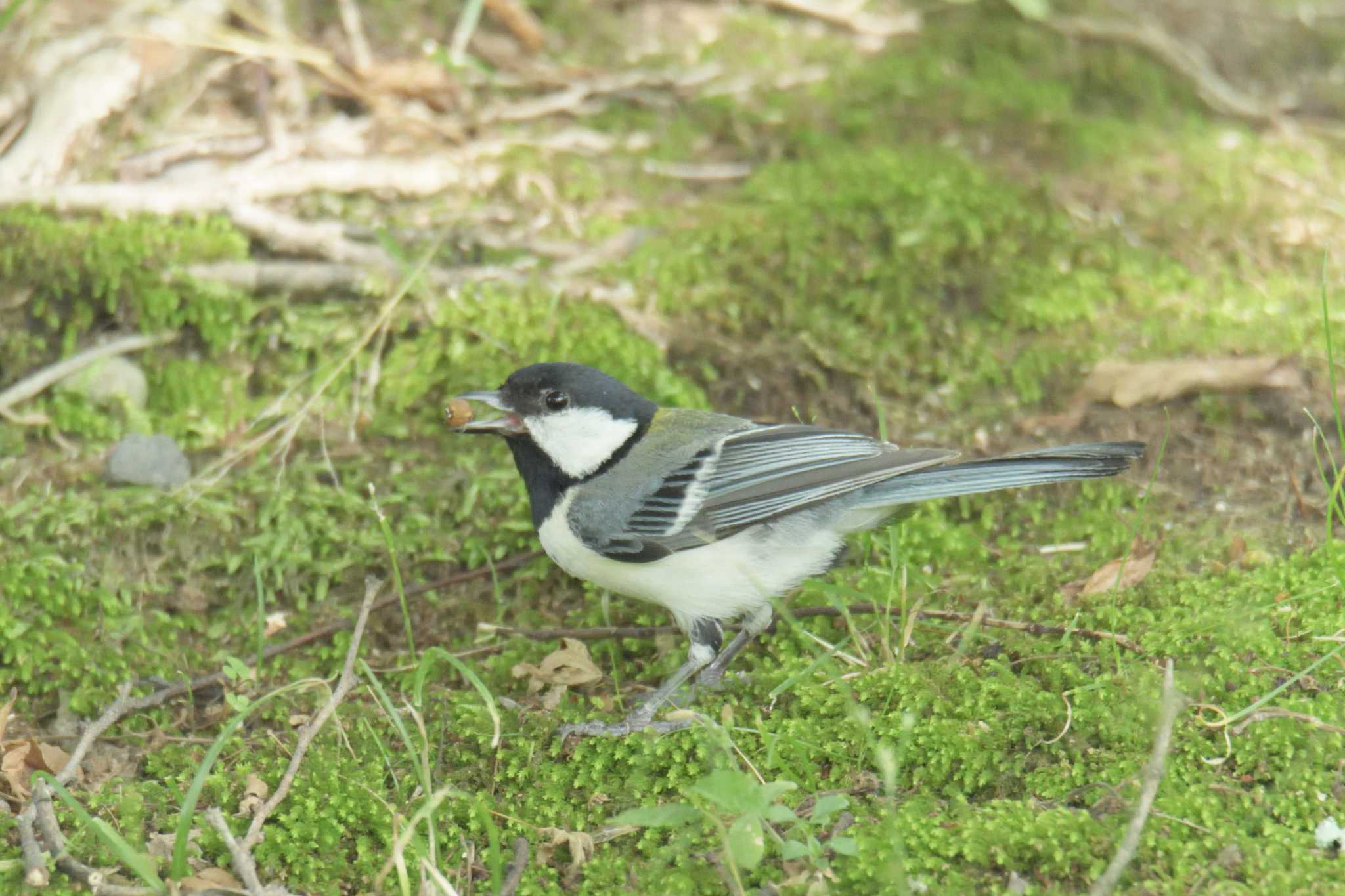 シジュウカラ