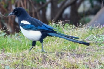 カササギ 福岡県久留米市 2021年12月30日(木)