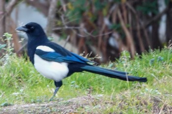 カササギ 福岡県久留米市 2021年12月30日(木)