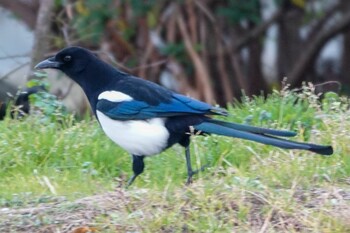 カササギ 福岡県久留米市 2021年12月30日(木)