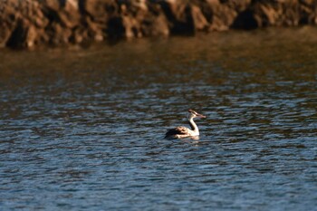 2022年1月1日(土) 野島公園の野鳥観察記録