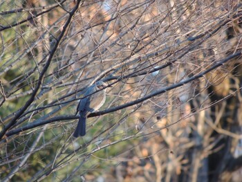 2022年1月1日(土) 野川公園の野鳥観察記録