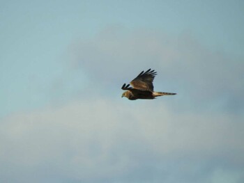 Eastern Marsh Harrier 愛知県西尾市 Sat, 1/1/2022