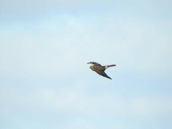 2022年1月1日(土) 愛知県西尾市の野鳥観察記録