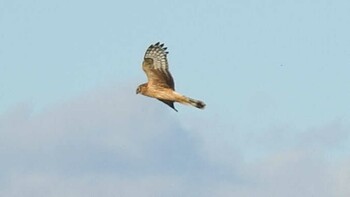 Hen Harrier 愛知県西尾市 Sat, 1/1/2022