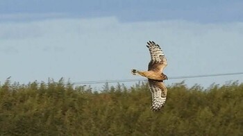 Hen Harrier 愛知県西尾市 Sat, 1/1/2022