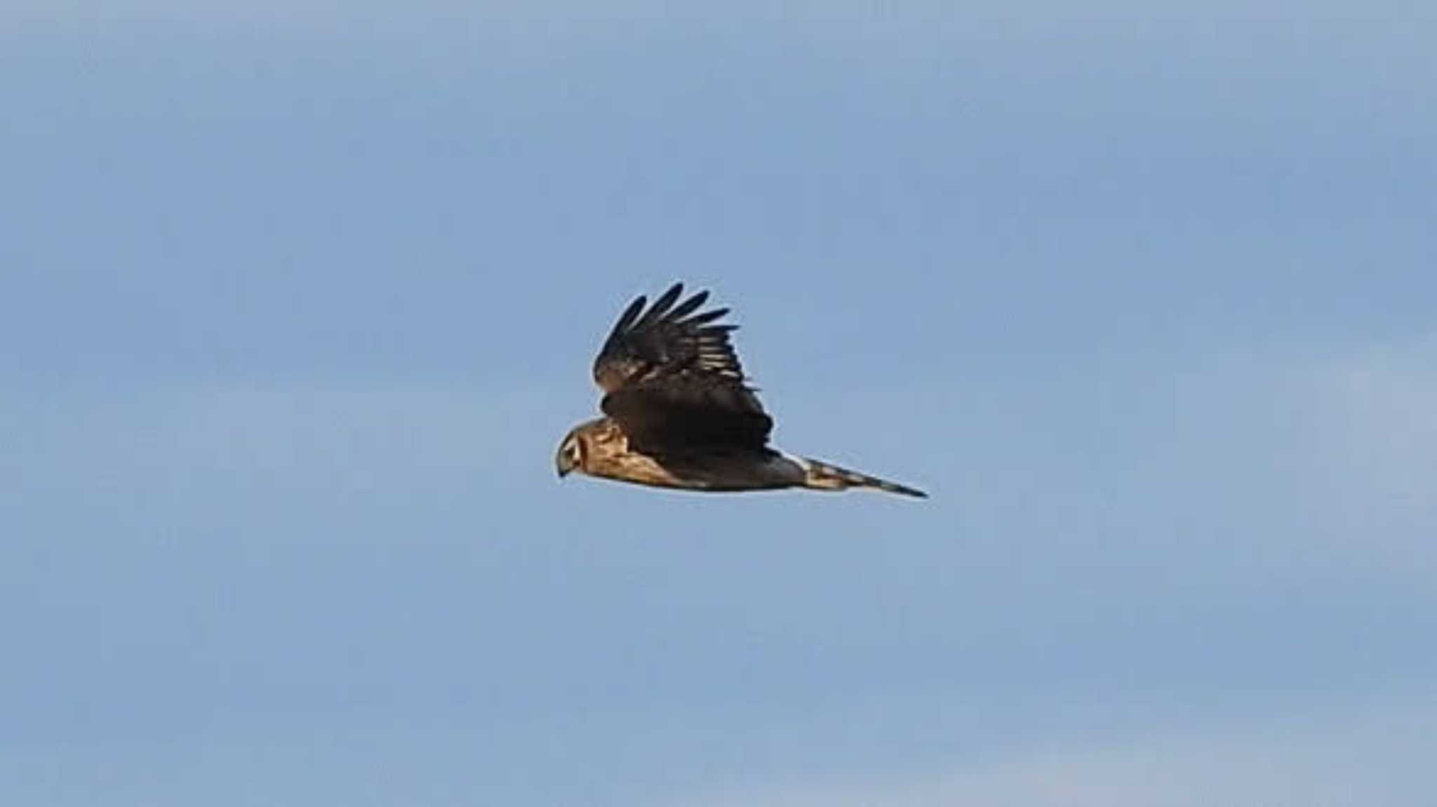 Photo of Hen Harrier at 愛知県西尾市 by どらお