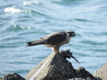 Peregrine Falcon 愛知県西尾市 Sat, 1/1/2022