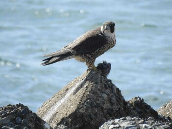 Peregrine Falcon 愛知県西尾市 Sat, 1/1/2022