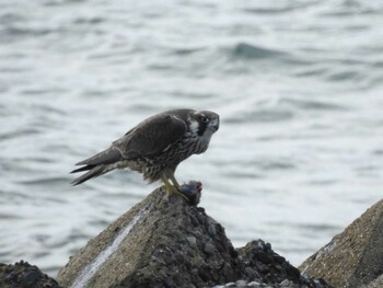 Peregrine Falcon 愛知県西尾市 Sat, 1/1/2022