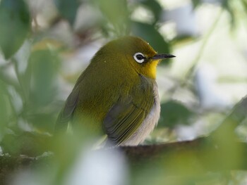 2021年12月27日(月) 白石城の野鳥観察記録