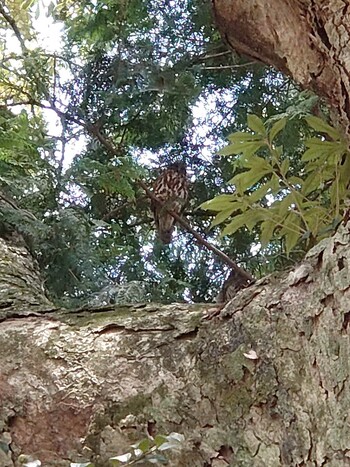 2020年8月1日(土) 伊那部神社の野鳥観察記録