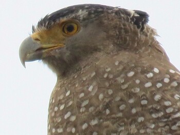 Crested Serpent Eagle 竹富町 Sat, 1/1/2022