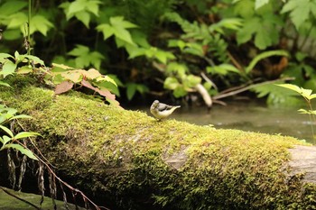 未同定 場所が不明 2017年6月25日(日)