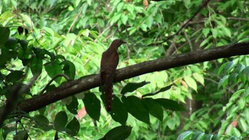 2021年7月17日(土) 長良川ふれあいの森の野鳥観察記録