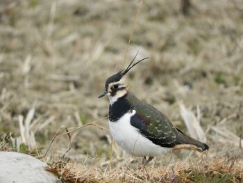 2022年1月1日(土) 木津川市の野鳥観察記録