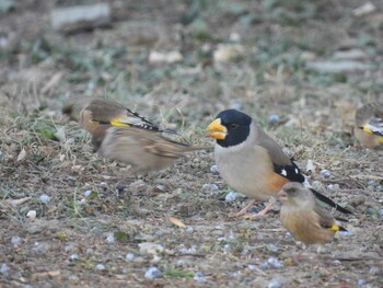 Oriental Greenfinch(kawarahiba) 日壇公園(北京) Sat, 1/1/2022