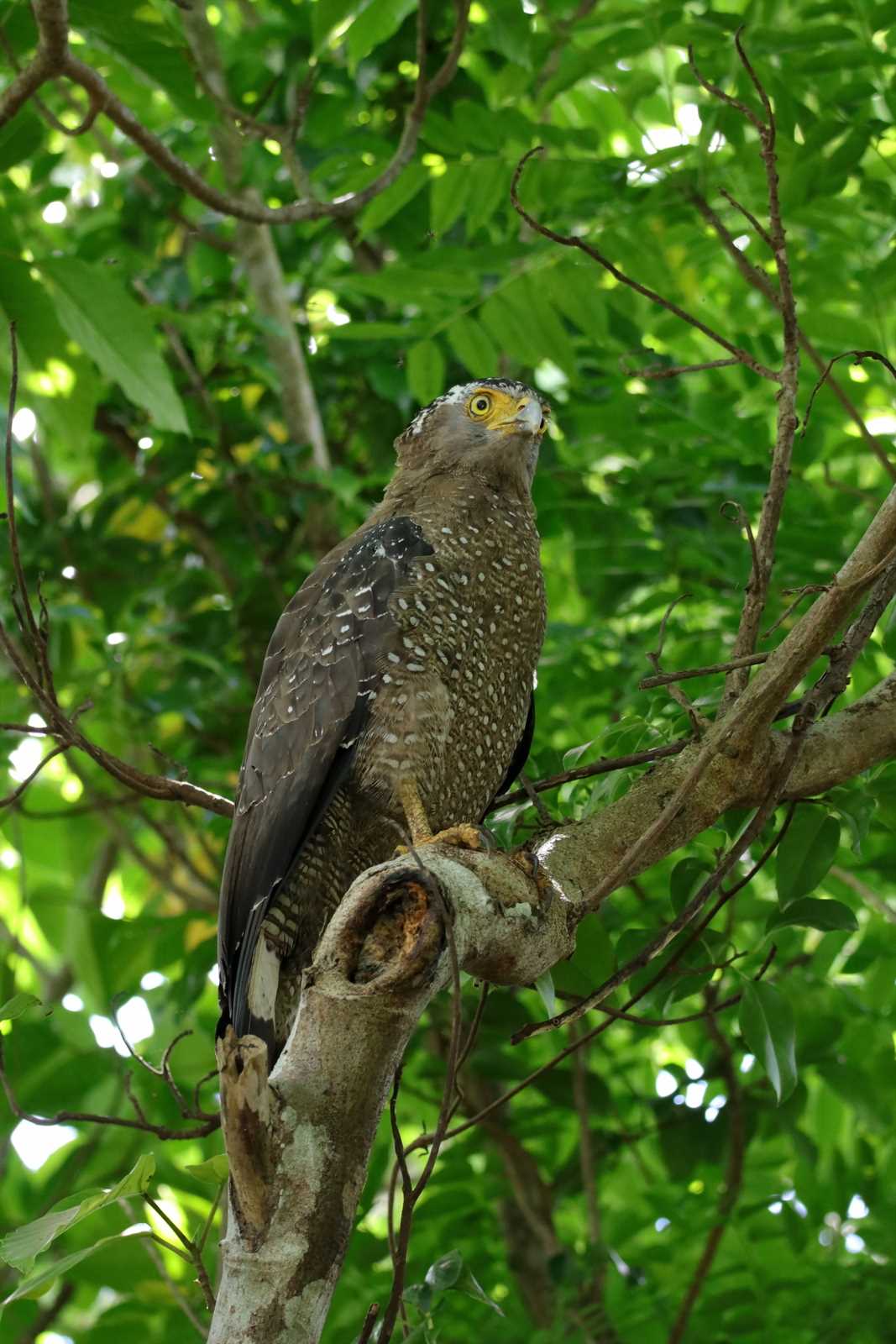 Photo of Crested Serpent Eagle at Ishigaki Island by とみやん