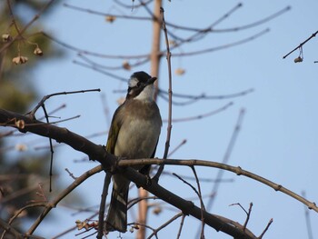 Light-vented Bulbul 日壇公園(北京) Sat, 1/1/2022