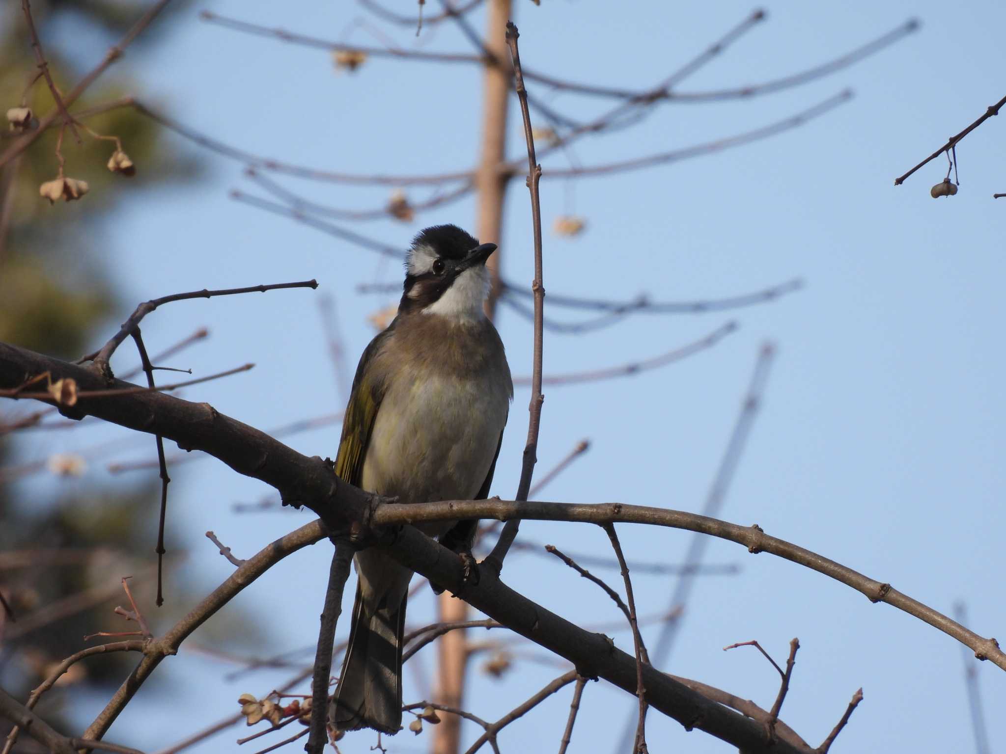 Light-vented Bulbul