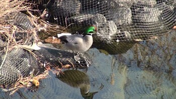 2021年2月7日(日) 三滝川の野鳥観察記録