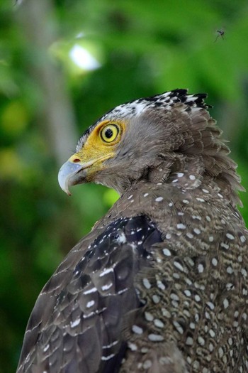 Crested Serpent Eagle Ishigaki Island Sat, 6/10/2017