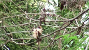 2021年2月28日(日) 南部丘陵公園の野鳥観察記録