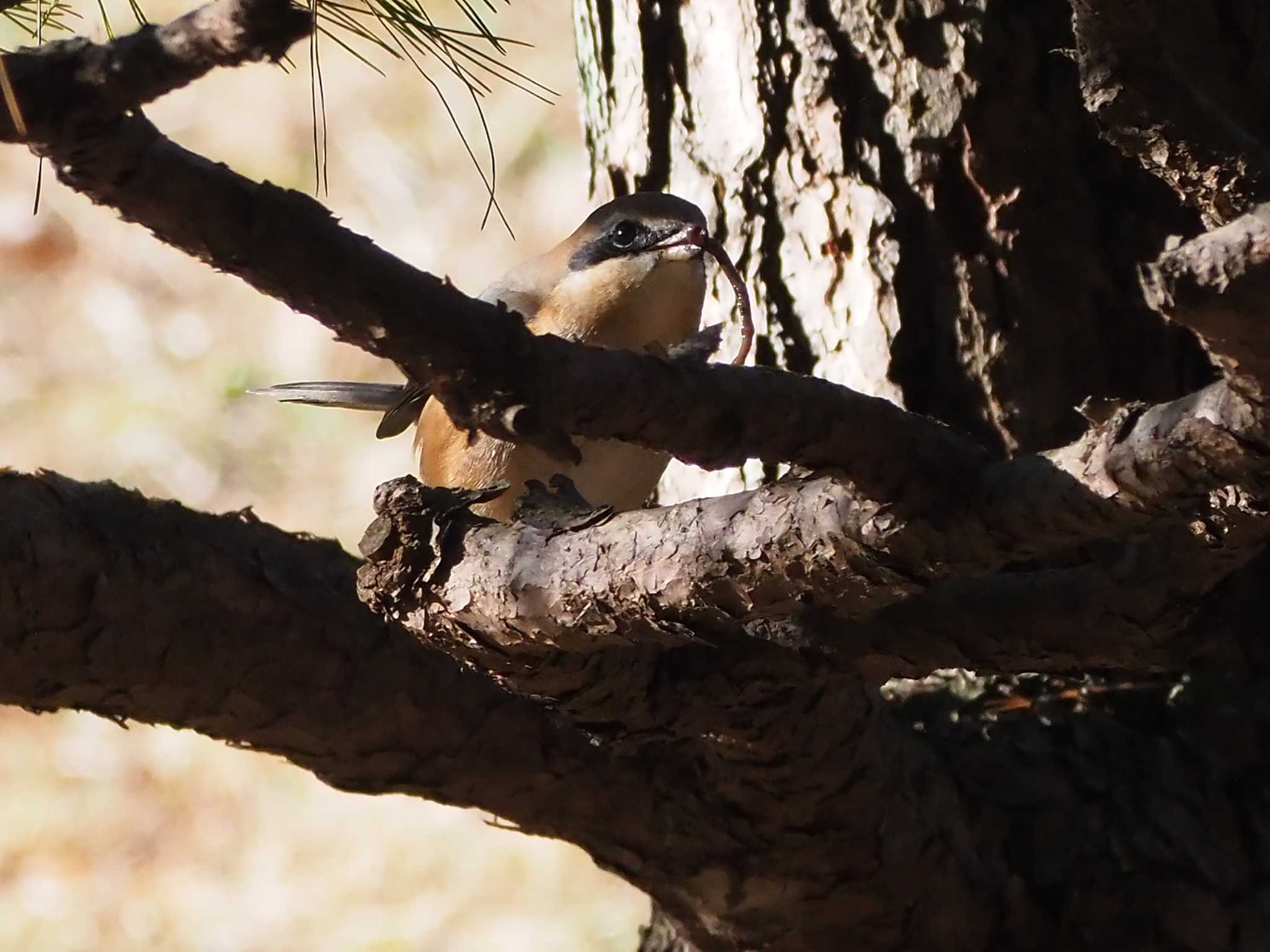 Bull-headed Shrike